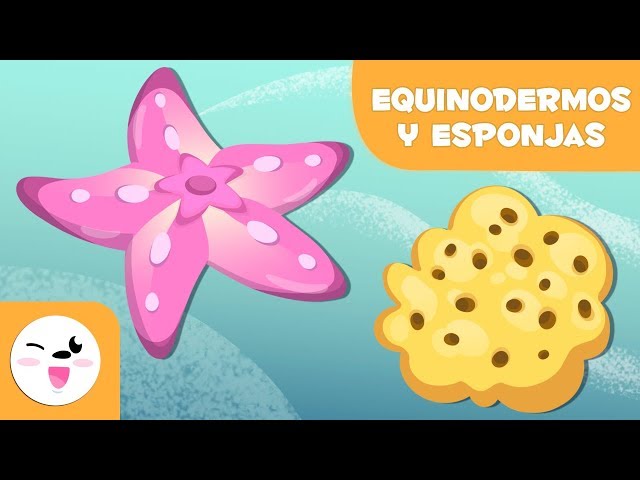 Los equinodermos y las esponjas para niños - Animales invertebrados - Ciencias naturales para niños