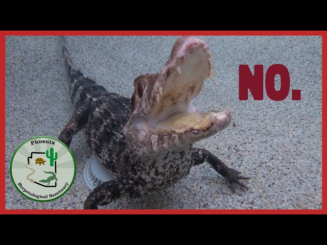 ¿Son los caimanes enanos buenas mascotas?