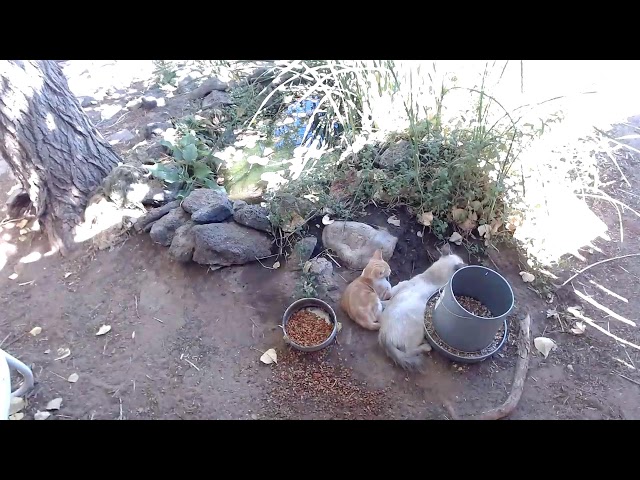KP & Belens 24/7 #live  feral #cat chat #cam !