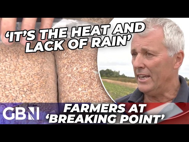 ‘Catastrophic’ | Farmers face a ‘harvest from hell’ as heatwave and drought devastate crops