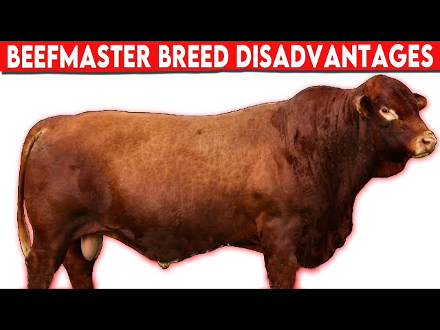 ⭕ Beefmaster Breed Disadvantages ✅  Biggest Bulls And Cows