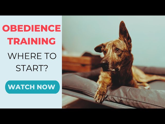 Obedience Training: Where To Start?