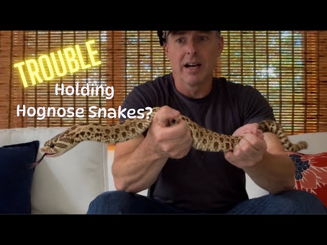 Are you having a hard time picking up or holding your Hognose Snake? 