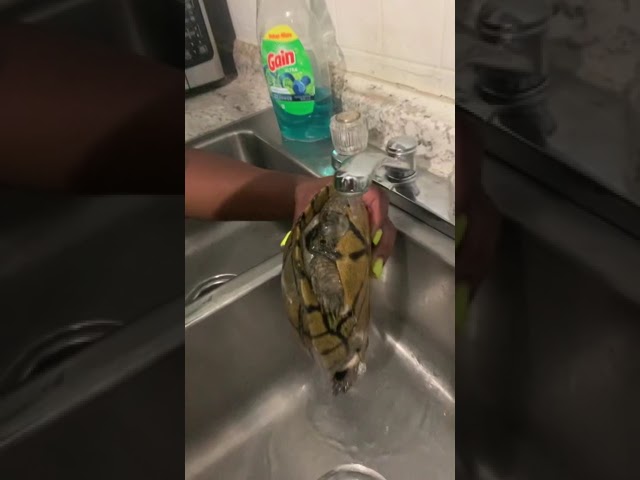 My snapping turtle like to bite things I see