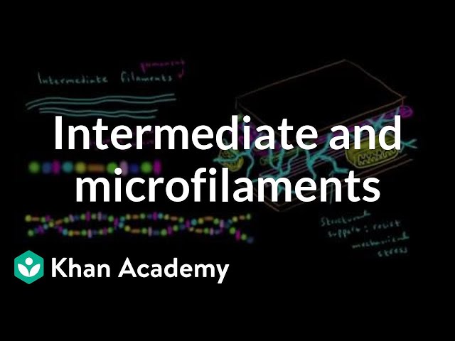 Microfilaments and intermediate filaments | Cells | MCAT | Khan Academy