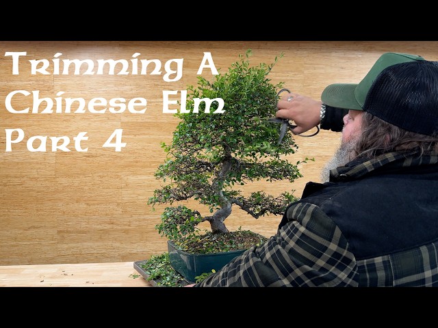 Trimming Chinese Elm Part 4 - Greenwood Bonsai