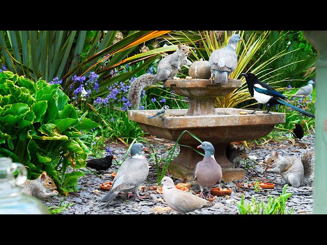 🔴 CAT TV 24/7 🕊️ Birds & Squirrels Visit the Fountain to Feast 🐿️ Bird videos for cats 4K HDR