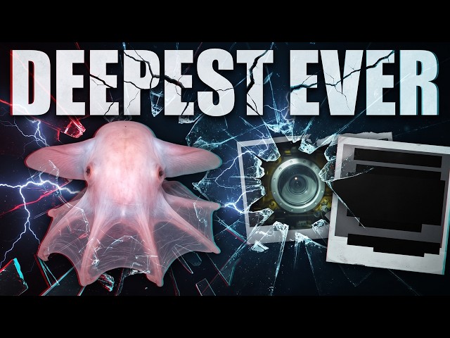 🐙 Dumbo Octopus: The Deepest Cephalopod Ever Filmed at 6,957 Metres