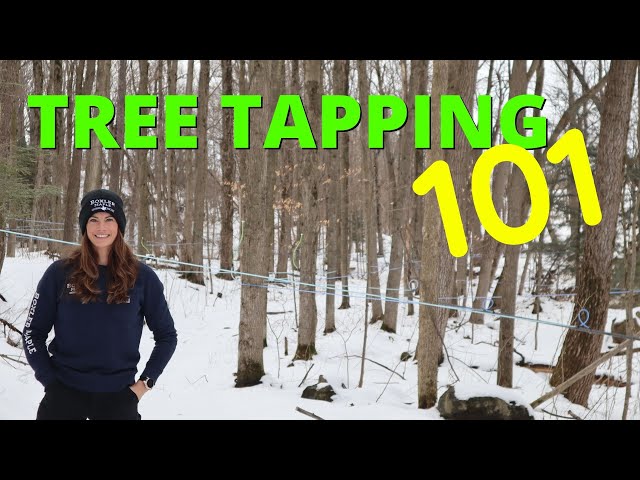 The Complete Guide to Maple Syrup Tapping: Everything You Need to Know Before Getting Started