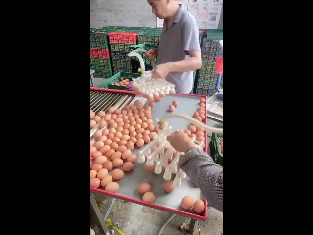🌟🔴LIVE～Egg Sorting 🥚 2026-07-29