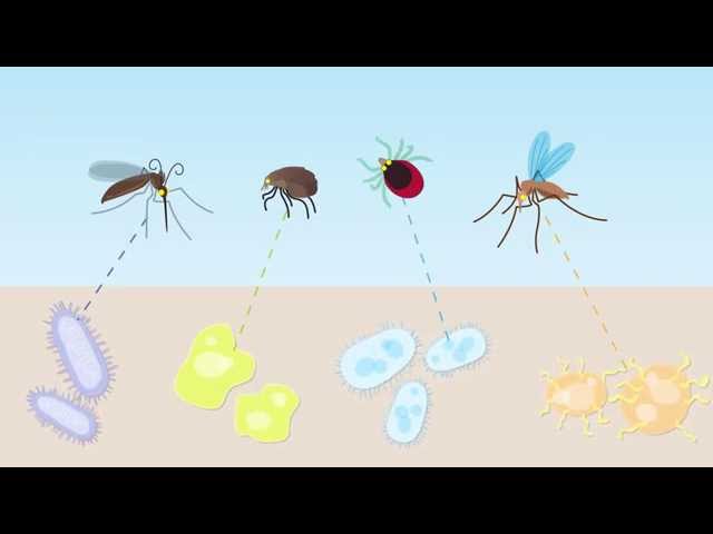 Animation: Companion Animal Vector-Borne Diseases