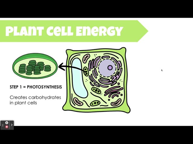 Unveiling Photosynthesis: From Sunlight to Life