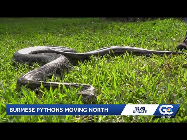 Burmese pythons are now considered established in parts of Charlotte County
