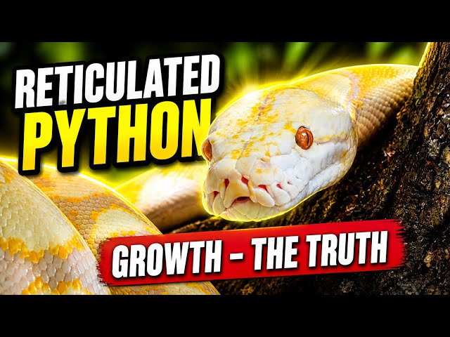 My 3 Year Old Reticulated Python - Reticulated Python Growth 