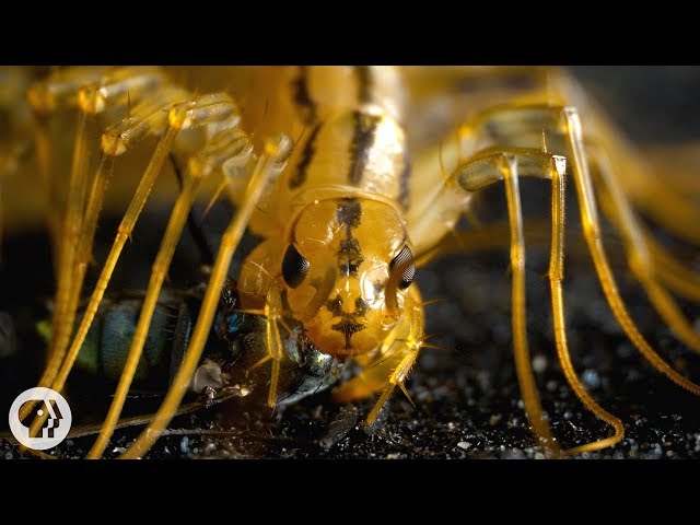 The House Centipede is Fast, Furious, and Just So Extra | Deep Look