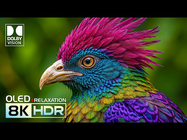 Unbelievable 8K Video ULTRA HD | OLED HDR TEST | Dolby Vision 120fps (8K/4K Video TV)