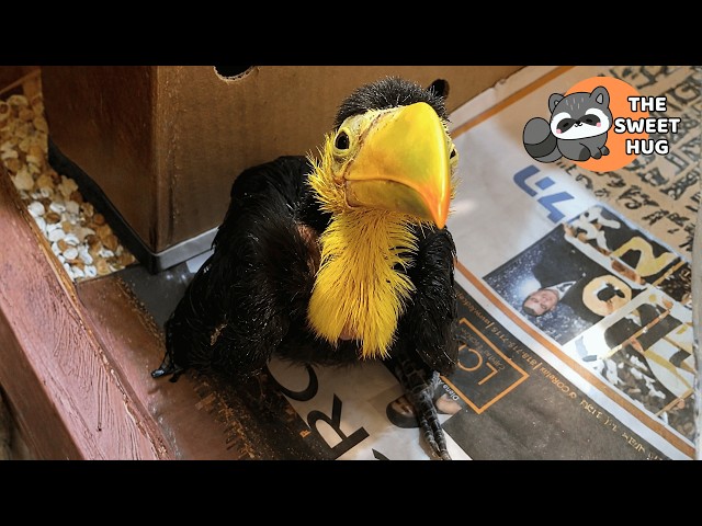 I Rescued a Sick Toucan From a Market… What He Did Later Shocked Me