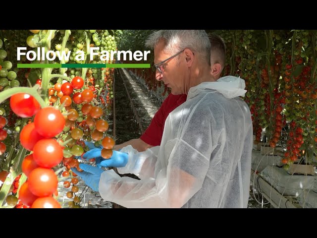Growing tomatoes - Follow a Farmer UK, Thanet Earth S1:E1