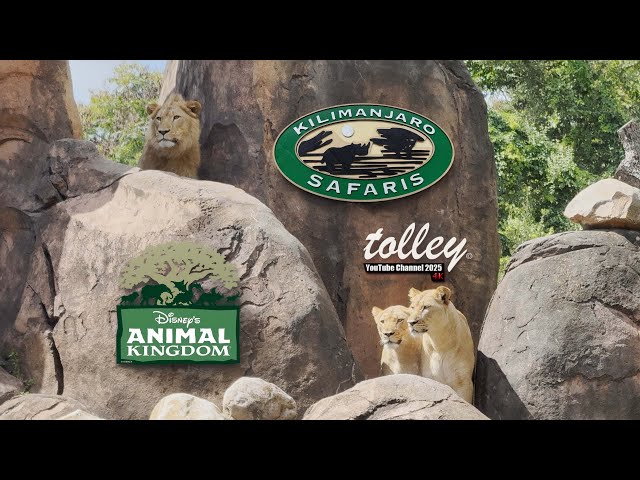 On Ride POV of Kilimanjaro Safaris at Disney's Animal Kingdom- 4 Tours Combined, September 2025 4K