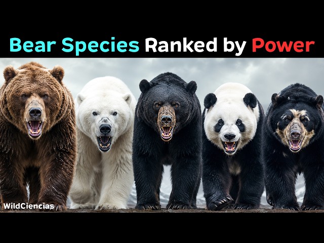 All 8 Species of Bears Ranked by How Powerful They Are
