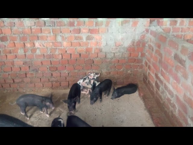 TND bachhe sell ke liye ready @kuleshzone2.o #tndpig #piglover #jharsukpig #jharkhandpig 