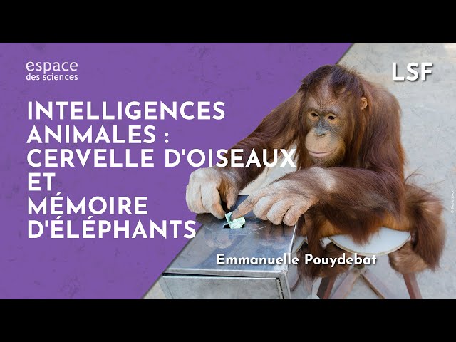LSF - 🐦🧠🐘 [Emmanuelle Pouydebat] Intelligences animales : cervelle d'oiseaux et mémoire d'éléphants