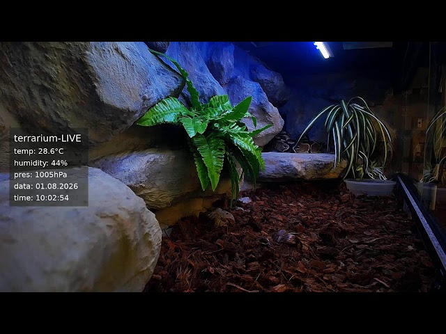 terrarium-LIVE 🔴 01/08/2026 🐍 Ball Python Regius Snake