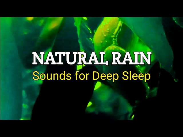 The Ultimate Rain Relaxation for Deep Sleep