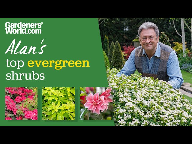 Five evergreen shrubs | Alan Titchmarsh