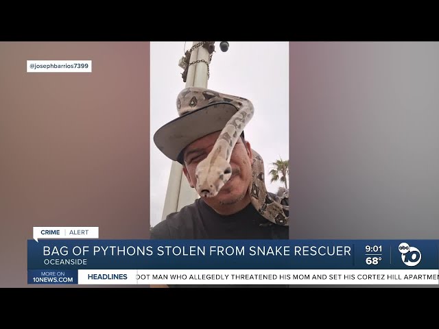 Snake rescuer pleads for return of 4 pythons stolen near Oceanside Pier