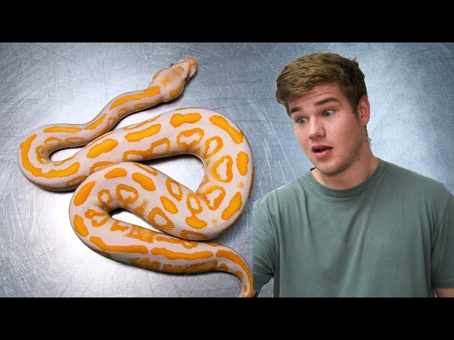 Lavender Albino - The BEST Adult Ball Pythons?