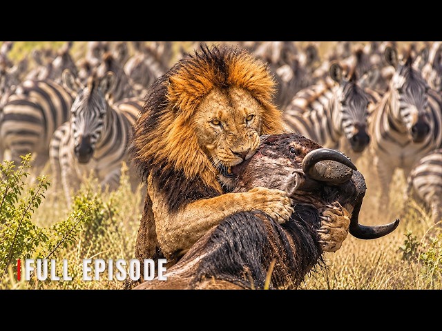 Africa’s Ultimate Survivors | The Hidden Rules of Animal Survival | Wildlife Documentary