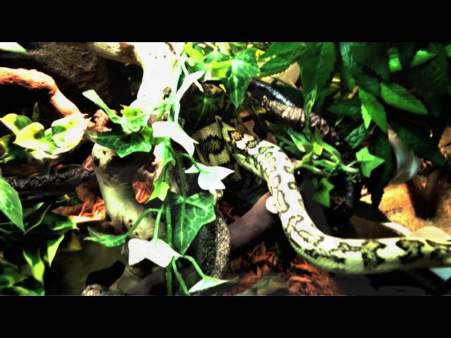 Reptilia Preview