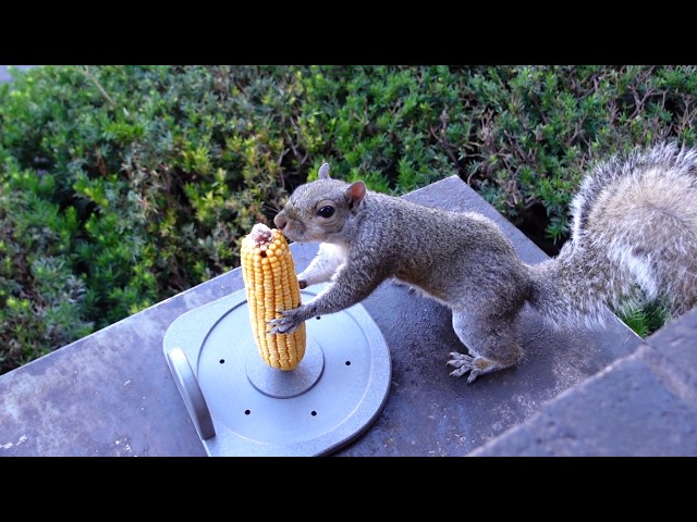 Squirrels' reactions to corn on the cob