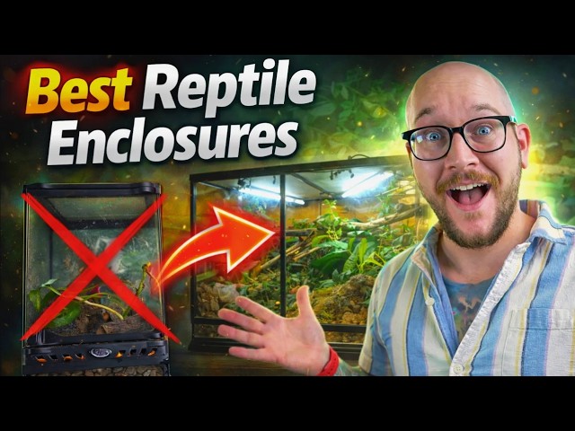 The Best (and Worst) Reptile Enclosure at EVERY SIZE