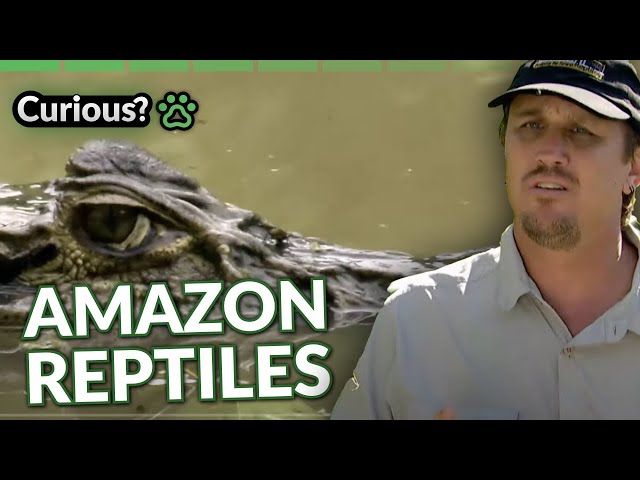 Black Caiman Encounter | Python Hunters | Curious?: Natural World