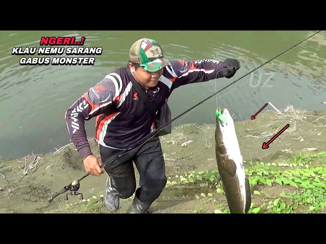 It's incredibly fierce! Fishing for shallow water monster snakehead fish can be overwhelming.