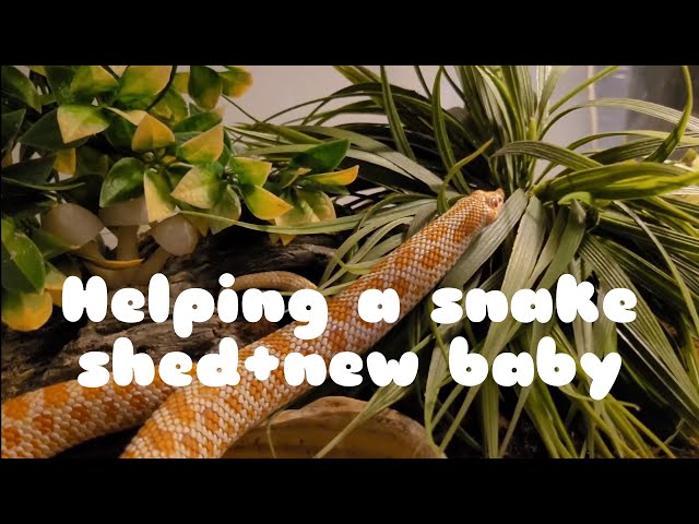 One of the snakes has a bad shed + a new born baby lizard
