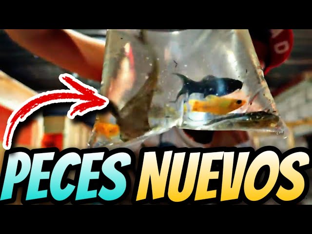 I bought more fish!!!