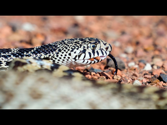 Snakes in North Dakota - NDGF - 08-13-2026