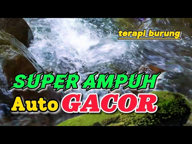 Terapi burung super ampuh untuk semua jenis burung, gemericik suara air