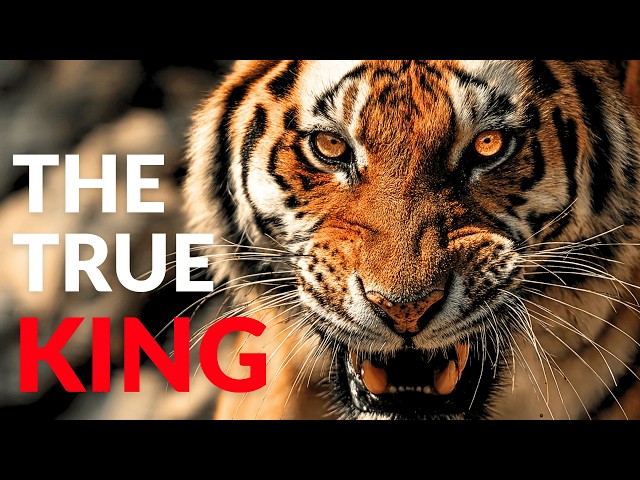 Why Siberian Tigers Are the Most Complete Predator on Earth