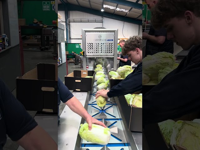 AUTOMATED VEGTABLE CUTTING MACHINE #machine #manufacturing