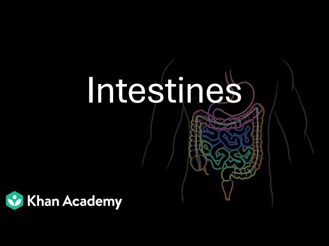 Small Intestine and Large Intestine | Digestion and absorption | Class 12 | Zoology | Telangana
