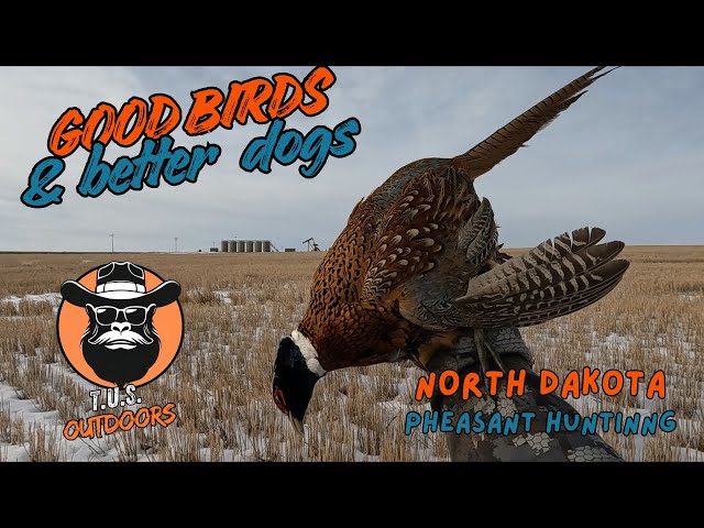 Good Birds and Better Dogs- North Dakota Pheasant Hunting and Dog Work