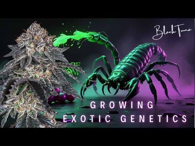 Growing Exotic Genetics  | BLACK TUNA x BARNEY’S FARM – Merengon, Grape Venom, Tropicana Cherry