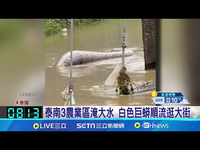 泰南3農業區淹大水 白色巨蟒順流逛大街 超大隻好驚嚇! 泰國南部大洪水巨蟒上街游泳│全球關鍵字20241215│三立iNEWS