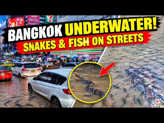 THAILAND FLOOD  BANGKOK UNDERWATER SNAKES & FISH ON STREETS  WORLD NEWS ENGLISH