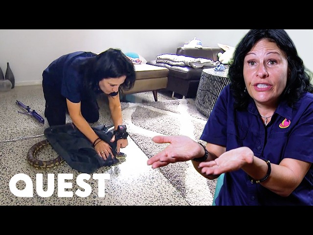 MASSIVE Python Invades Australian Living Room | Snake Catcher