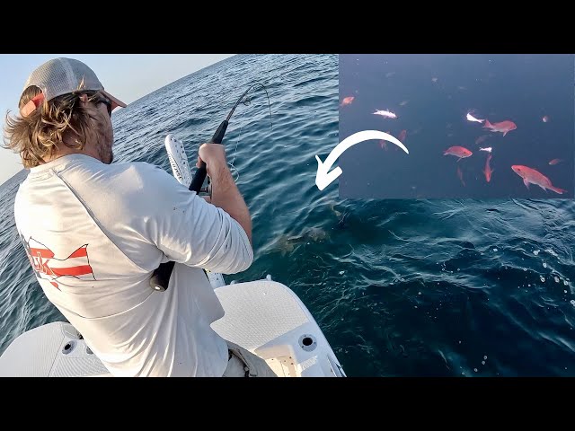 We Were Chumming Up HUNDREDS Of Red Snapper When THIS FISH Showed Up!!